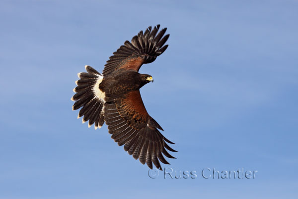 Harris's Hawk © Russ Chantler